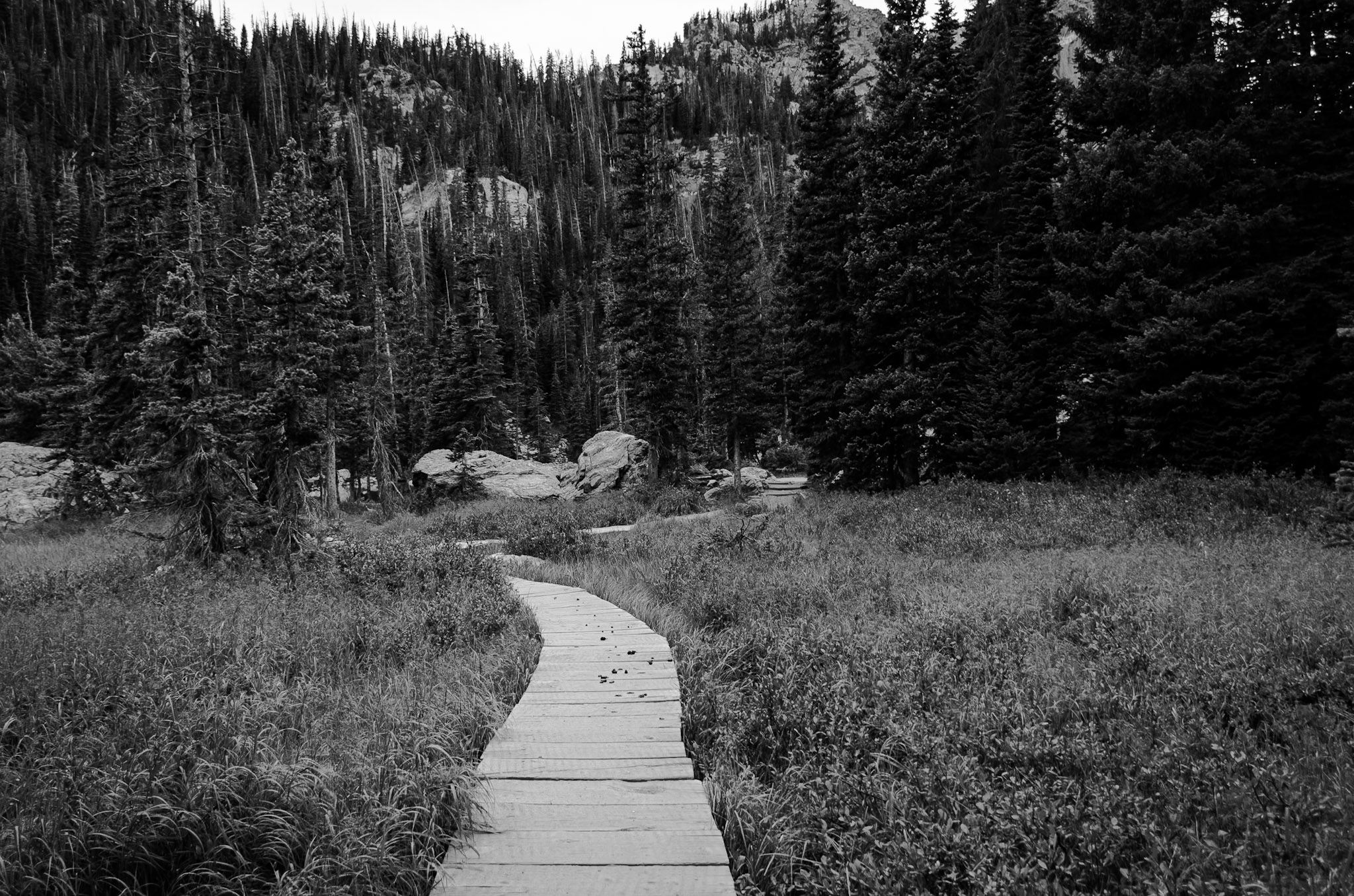 Black & White photograph