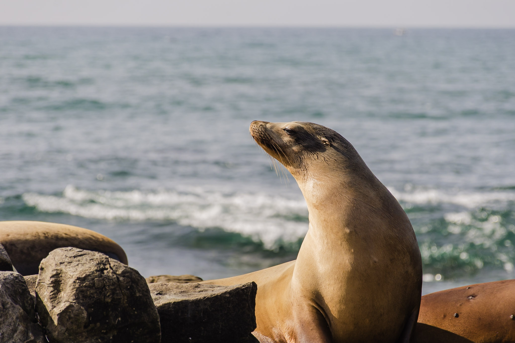 California photograph