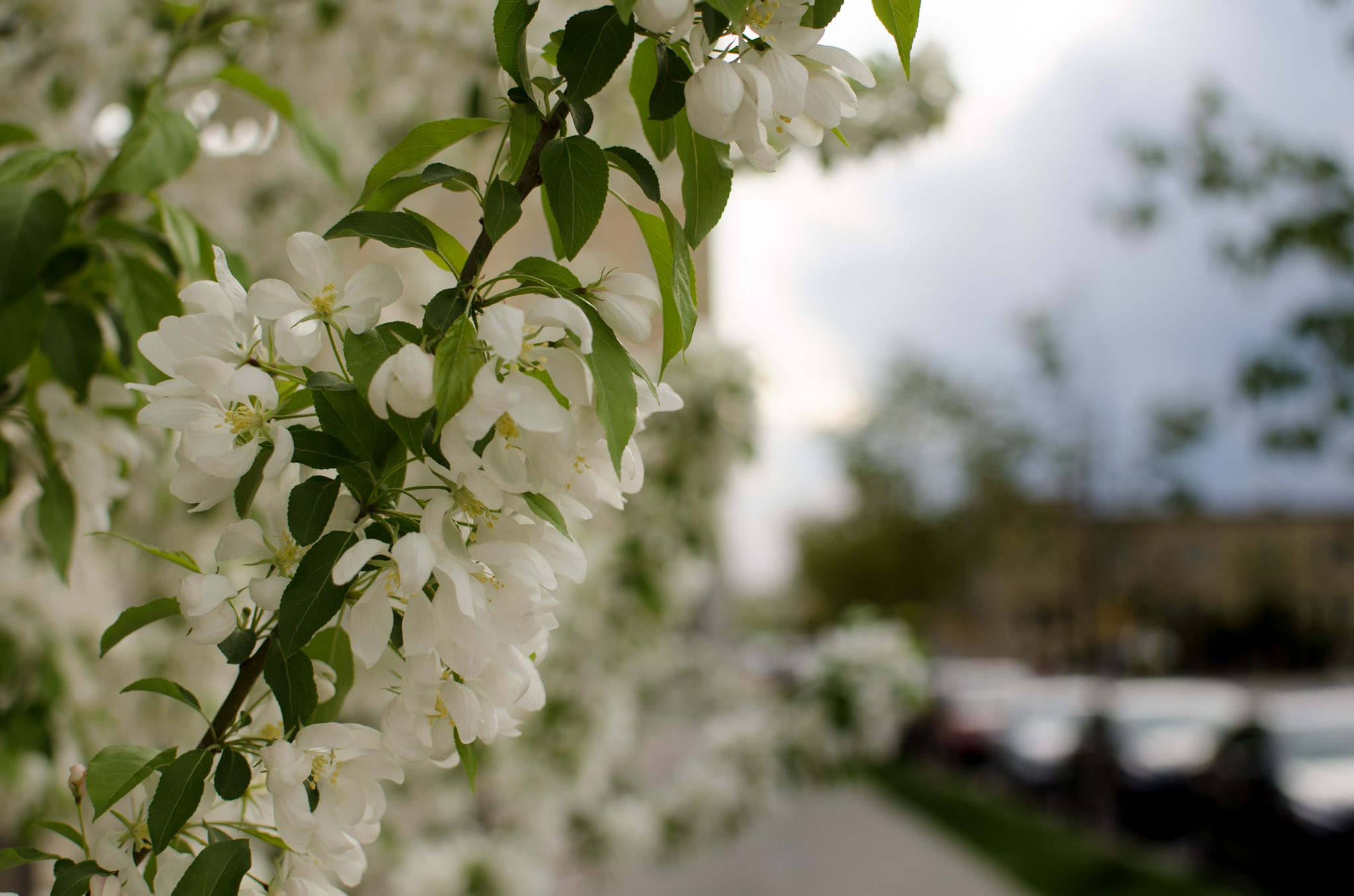 Flowers photograph