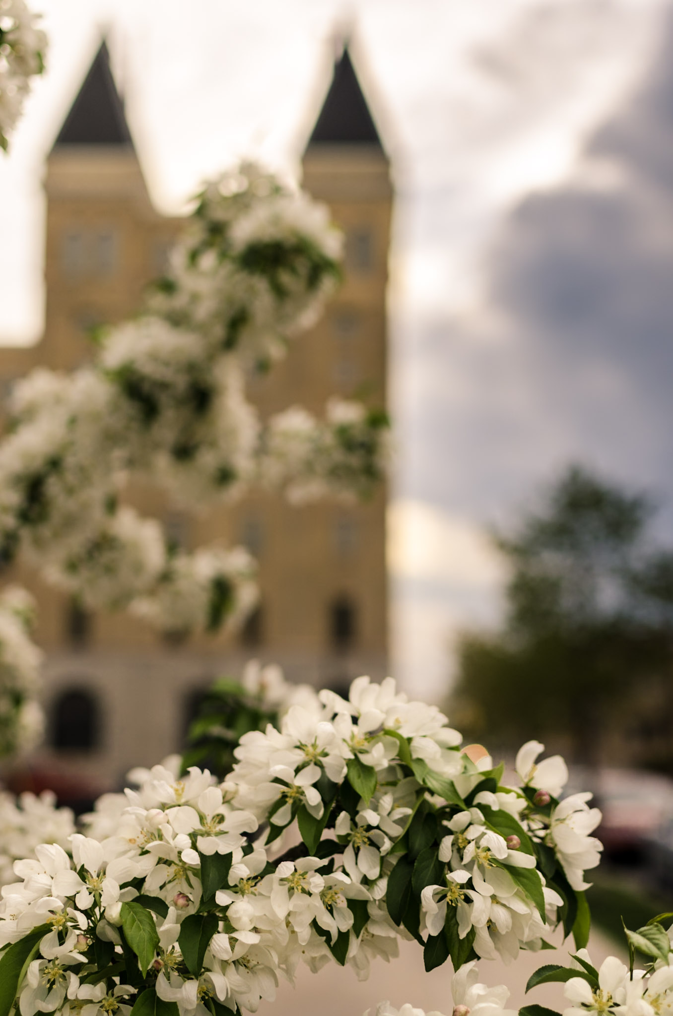 Flowers photograph