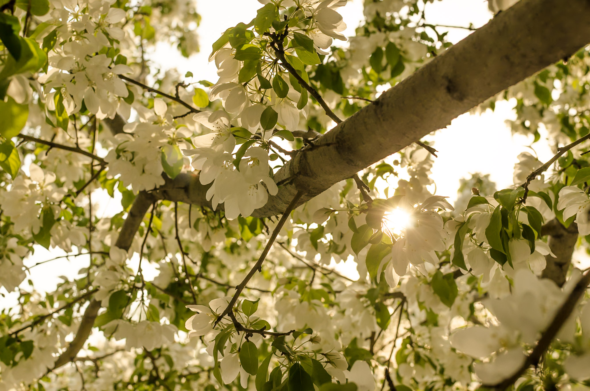 Flowers photograph