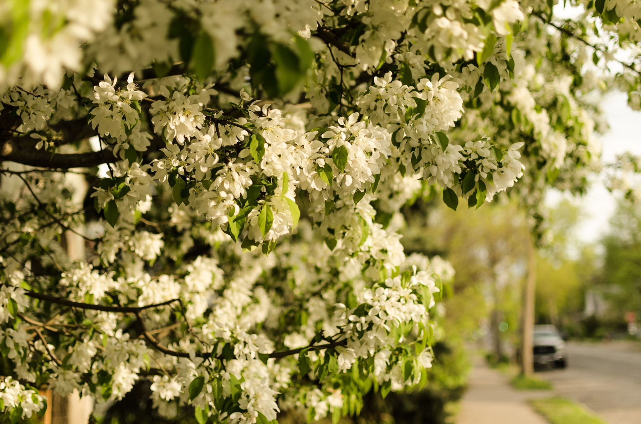 Flowers photograph