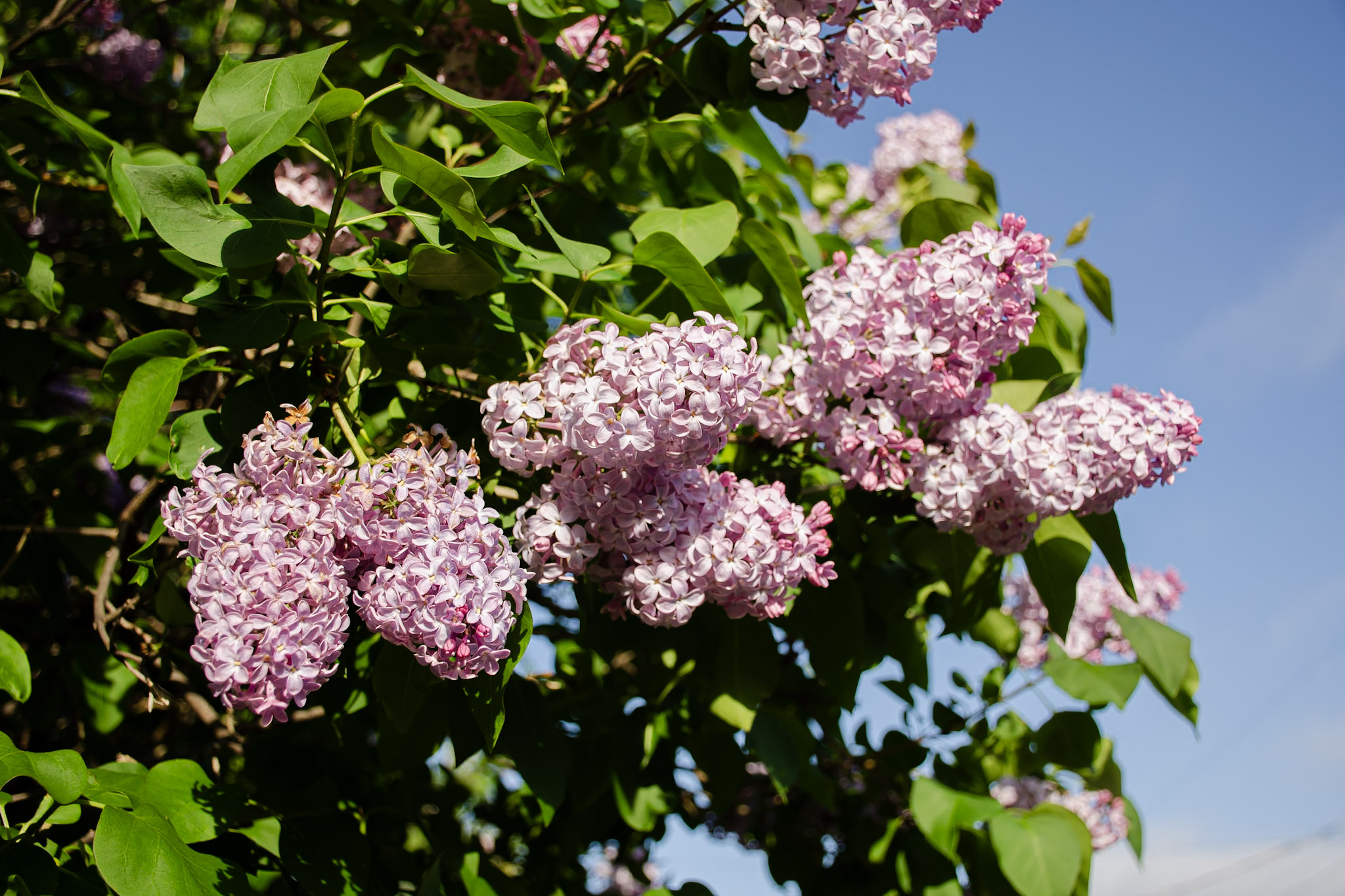 Flowers photograph