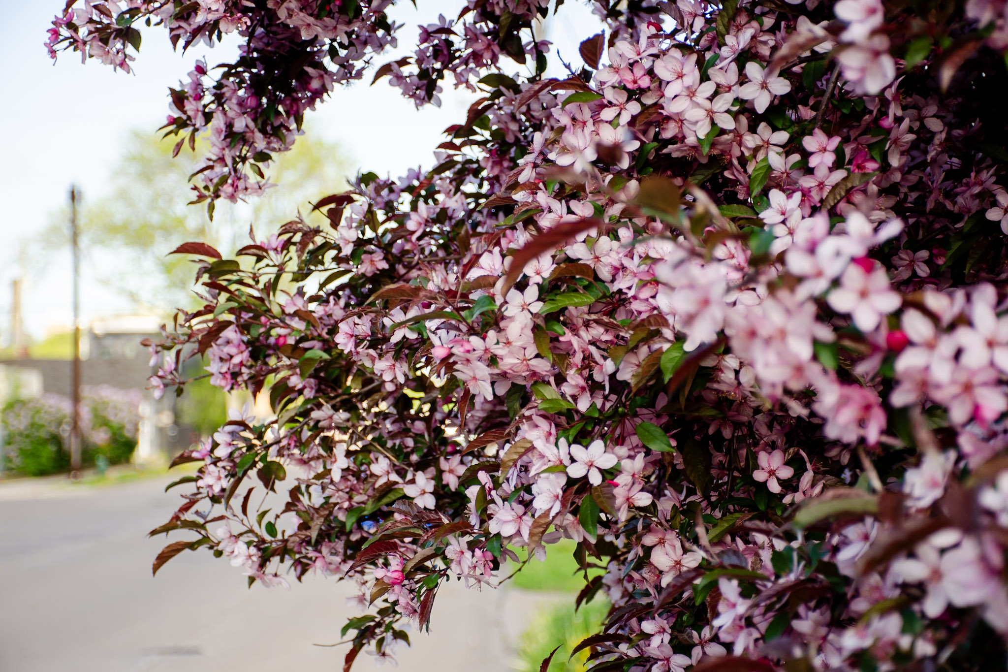 Flowers photograph