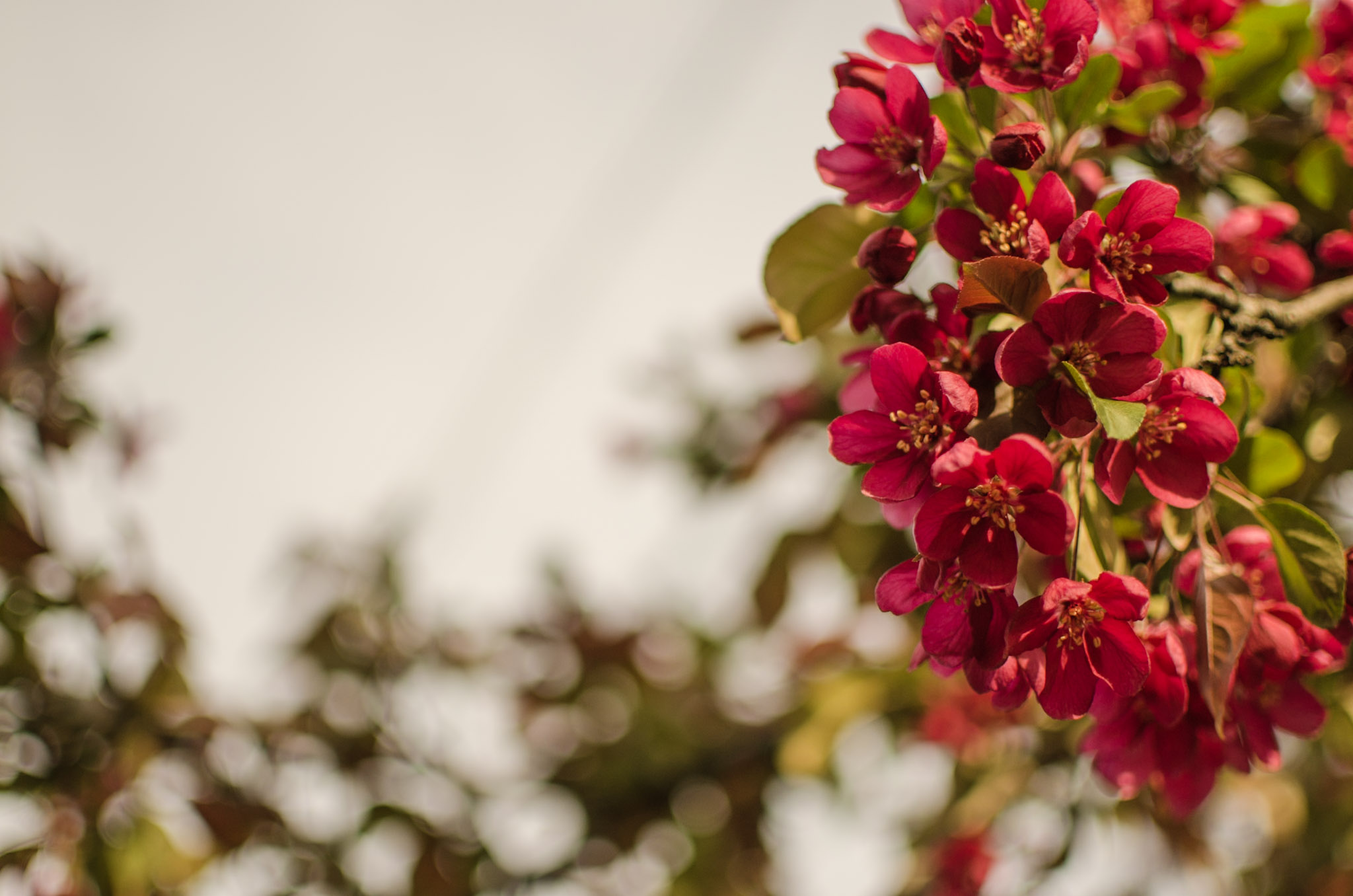 Flowers photograph